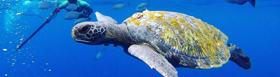 Mazatlan Custom Snorkeling Charter 7