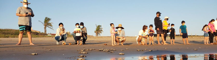 Mazatlan Sea Turtle Release & Mangroves Tour 3