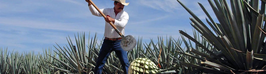 La Noria Mountain Village and Authentic Tequila Distillery Tour 4