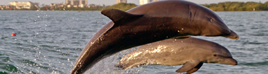 Mazatlan Wild Dolphin Eco Tour 2