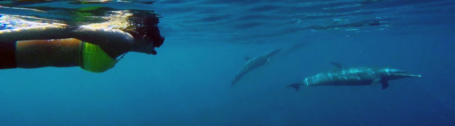 Mazatlan Wild Dolphin Eco Tour 3