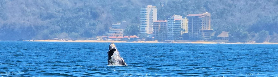 35' Luhrs Speed Boat Rental 4
