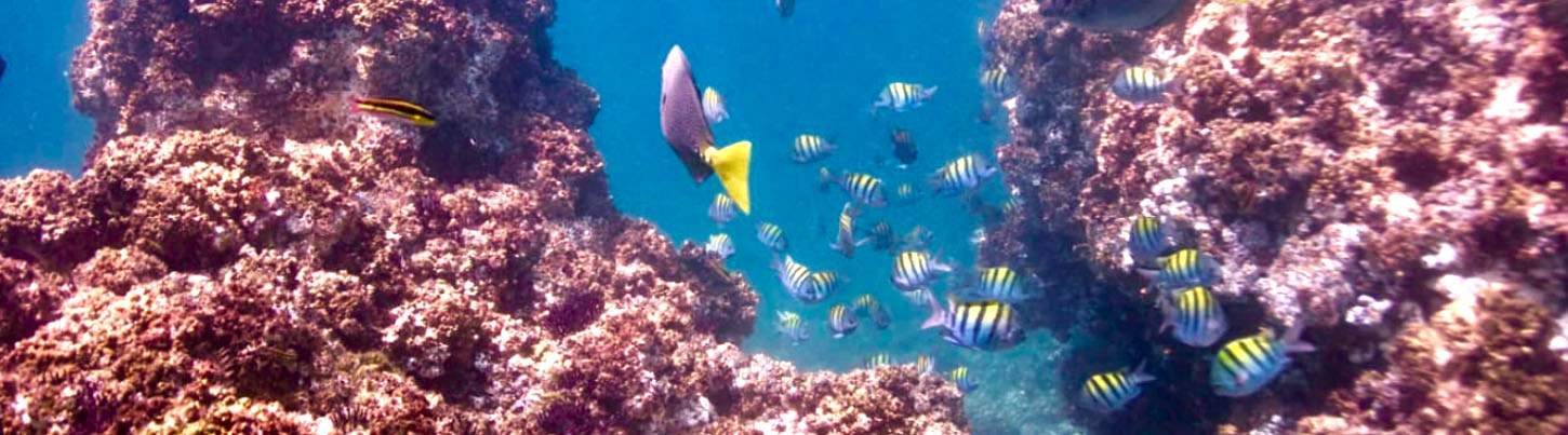 Renta Privada de Velero Clásico de 36' en Puerto Vallarta 7