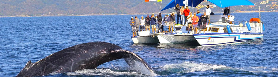 Private 42’ Trimaran Charter in Puerto Vallarta 7