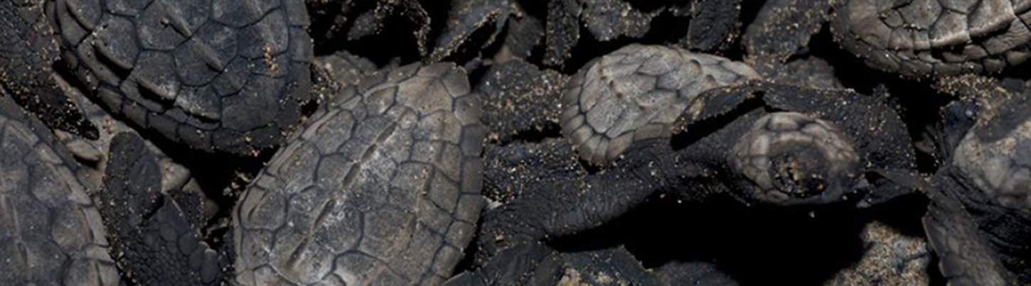 Puerto Vallarta Turtle Release Adventure 2