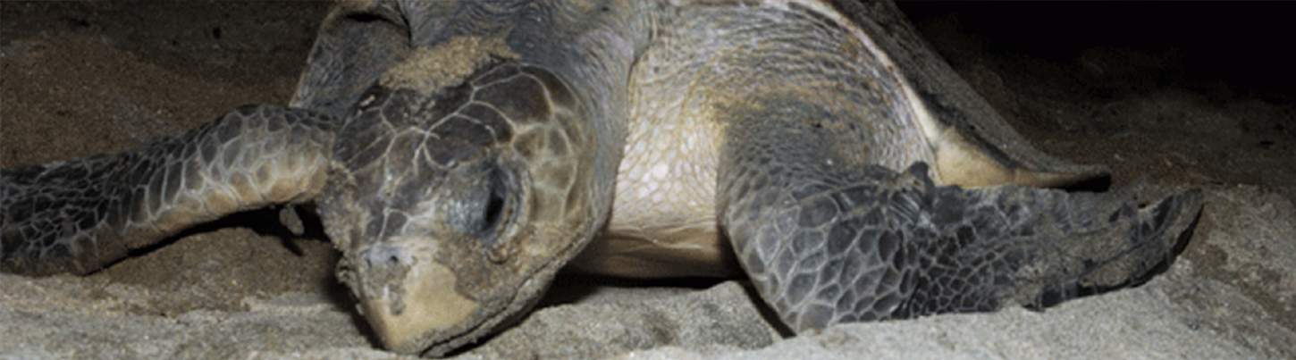 Puerto Vallarta Turtle Release Adventure 8