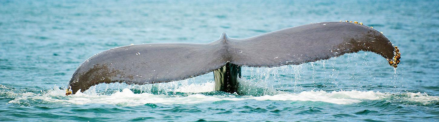 Half Day Sailing with Whales in Puerto Vallarta 1
