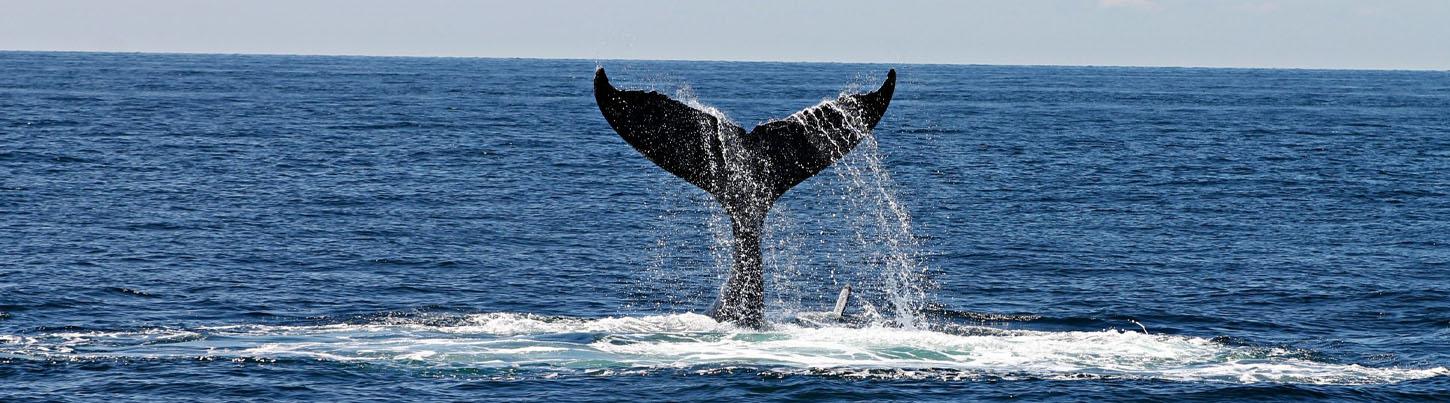 Half Day Sailing with Whales in Puerto Vallarta 2