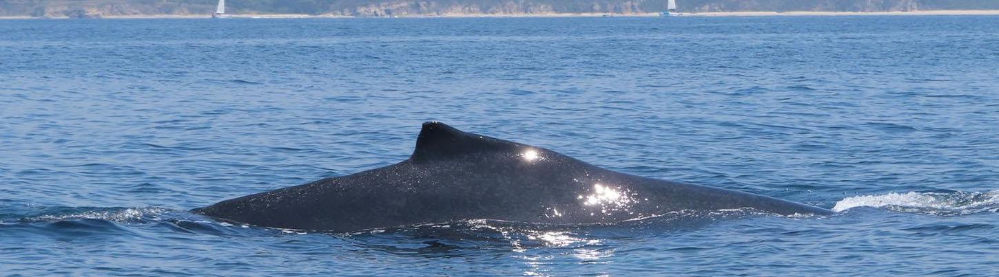 Half Day Sailing with Whales in Puerto Vallarta 3