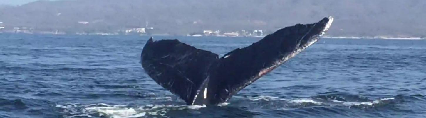 Half Day Sailing with Whales in Puerto Vallarta 4