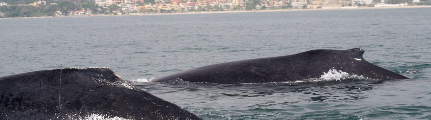 Half Day Sailing with Whales in Puerto Vallarta 5