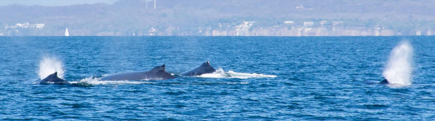 Half Day Sailing with Whales in Puerto Vallarta 6