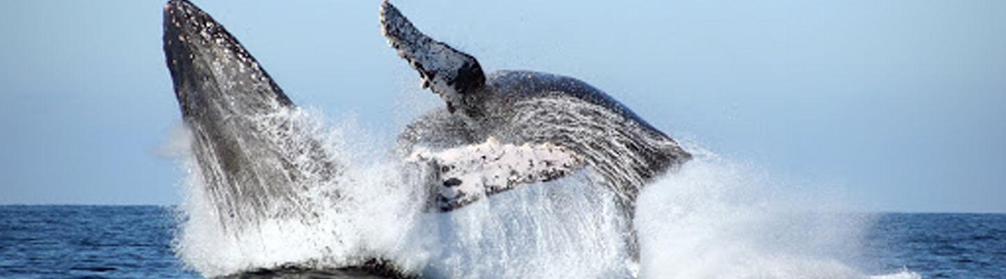 Half Day Sailing with Whales in Puerto Vallarta 7