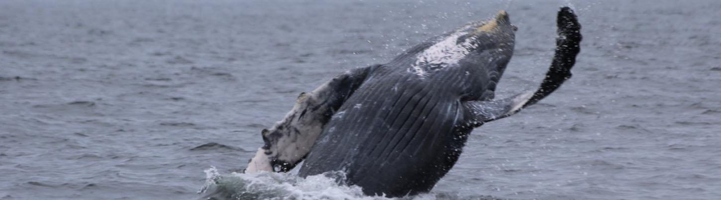 Half Day Sailing with Whales in Puerto Vallarta 8