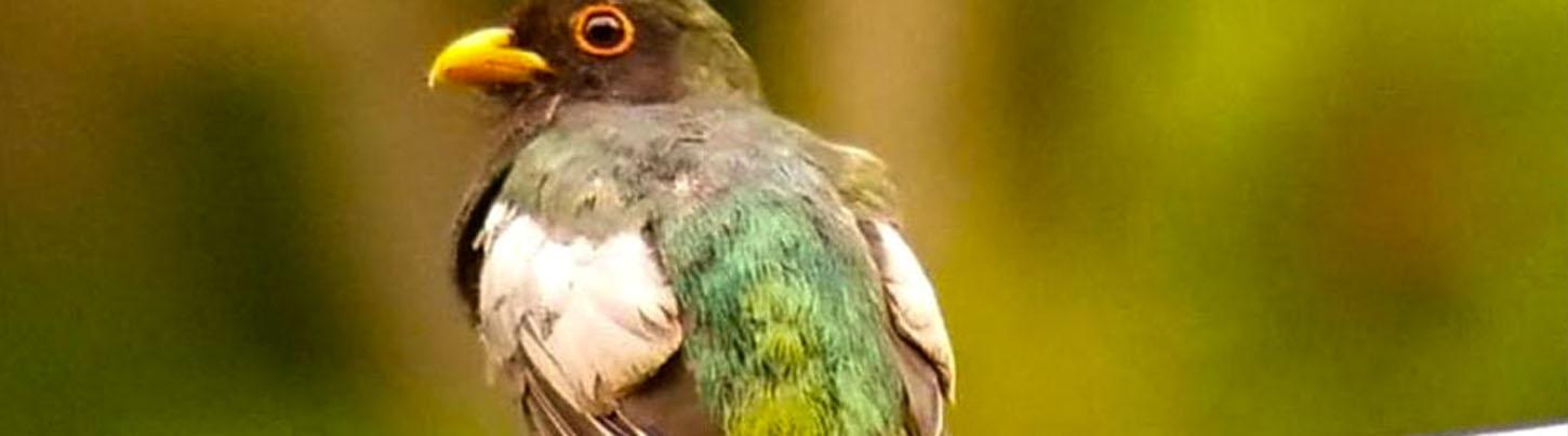 Birds of Tropical Paradise + Botanical Gardens Tour 1