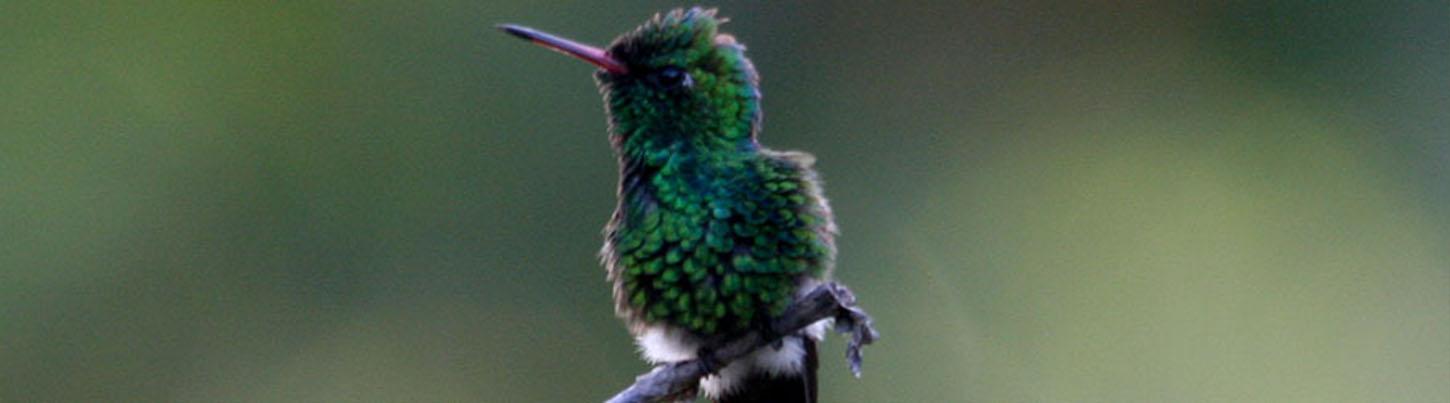 Birds of Tropical Paradise + Botanical Gardens Tour 3