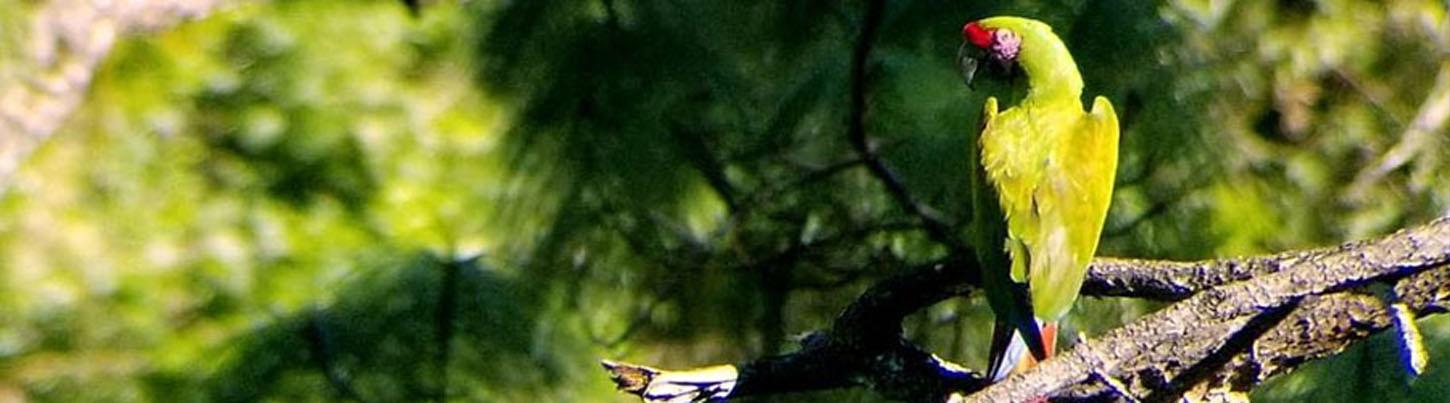 Birds of Tropical Paradise + Botanical Gardens Tour 4