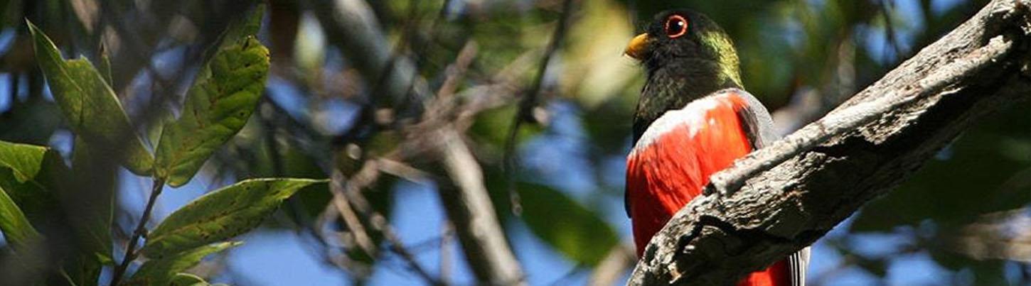 Birds of Tropical Paradise + Botanical Gardens Tour 7