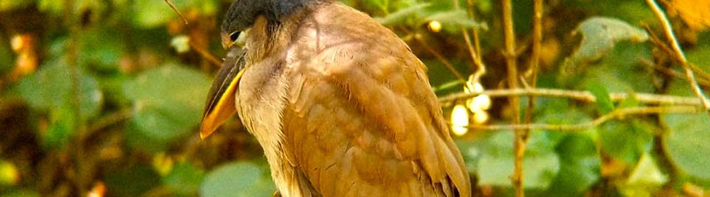 Birds of Tropical Paradise + Botanical Gardens Tour 8