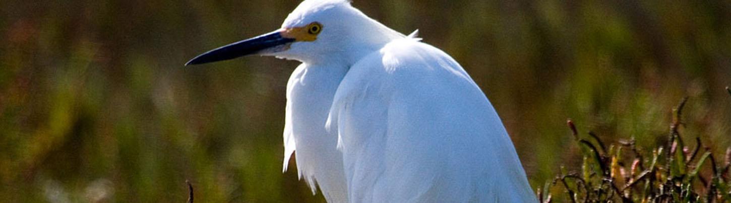 Avistamiento de Aves en Sierra Del Vallejo, San Pancho & Estuarios de Sayulita 7