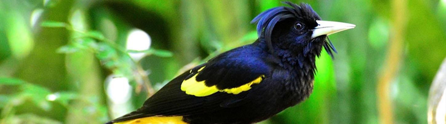 Avistamiento de Aves en Sierra Del Vallejo, San Pancho & Estuarios de Sayulita 8