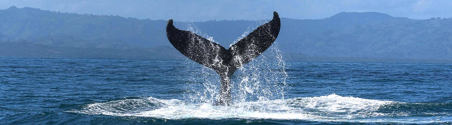 Avistamiento de Ballenas en Catamarán de Lujo por Puerto Vallarta 2