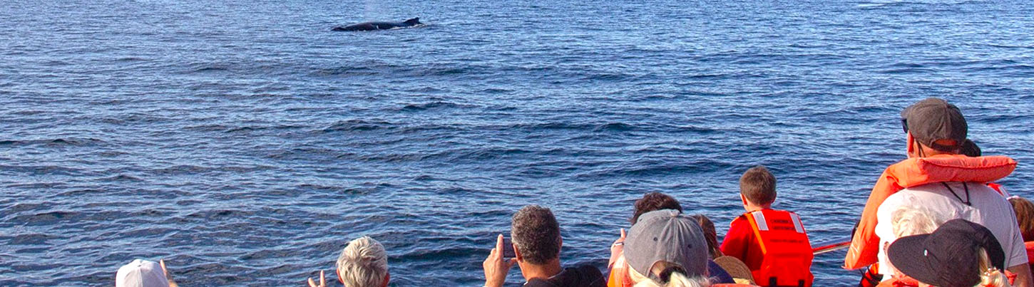Avistamiento de Ballenas en Catamarán de Lujo por Puerto Vallarta 5