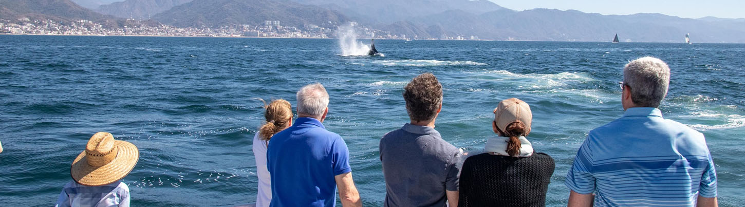 Avistamiento de Ballenas en Catamarán de Lujo por Puerto Vallarta 8