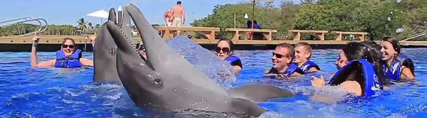 Dolphin Swim Memories 1