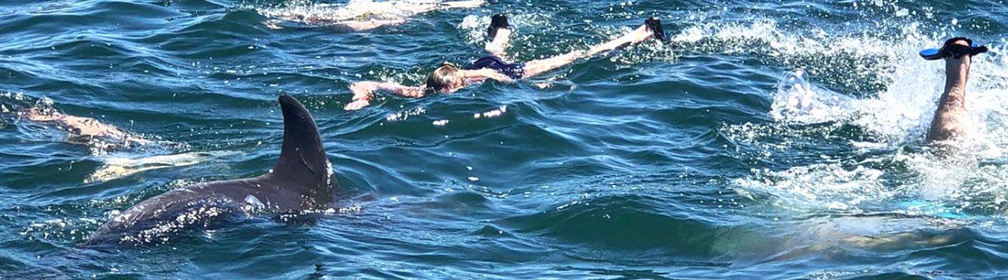 Búsqueda de Delfines Salvajes & Expedición de Tortugas Marinas 1