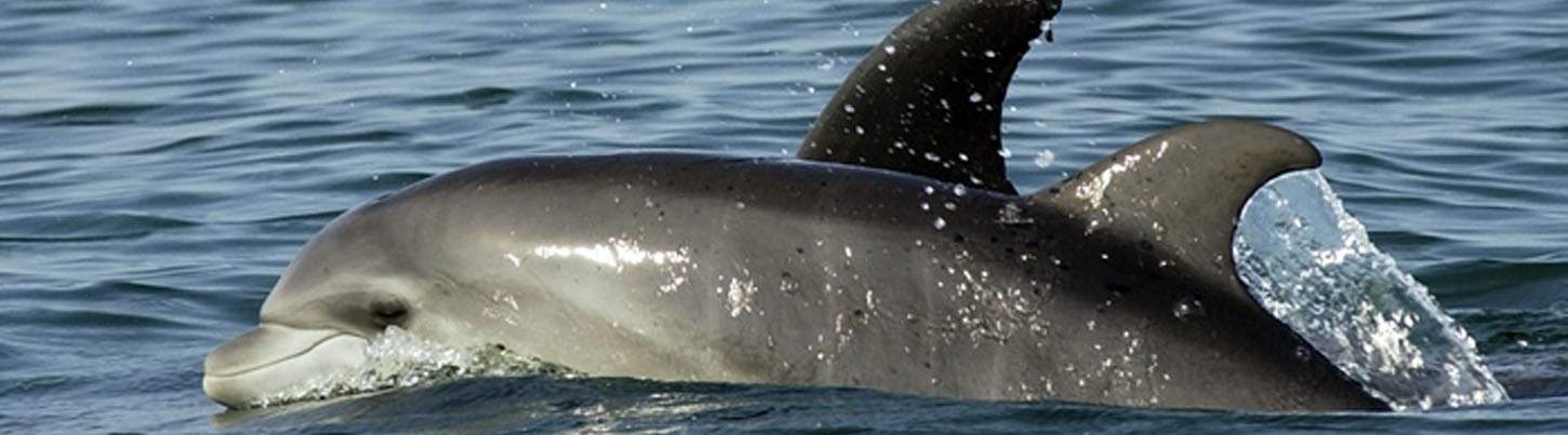 Búsqueda de Delfines Salvajes & Expedición de Tortugas Marinas 2