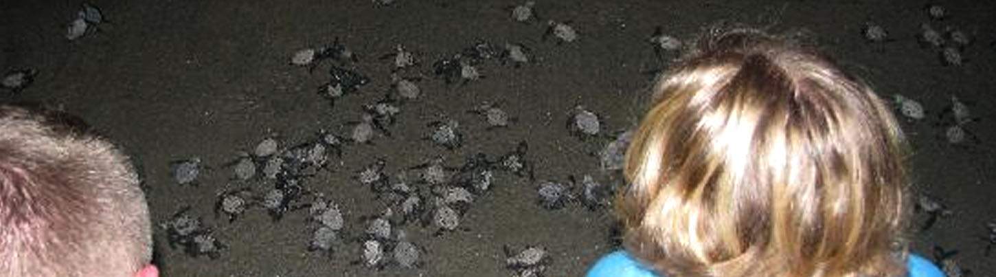 Búsqueda de Delfines Salvajes & Expedición de Tortugas Marinas 3