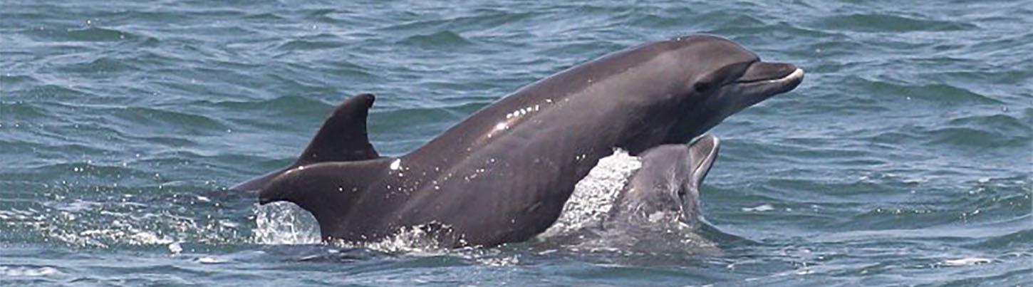 Búsqueda de Delfines Salvajes & Expedición de Tortugas Marinas 4
