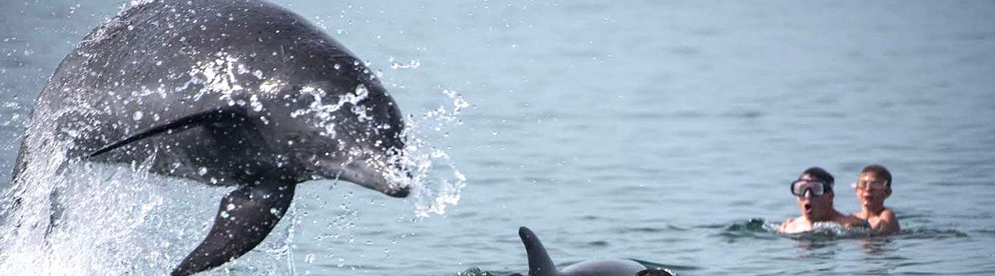 Búsqueda de Delfines Salvajes & Expedición de Tortugas Marinas 5