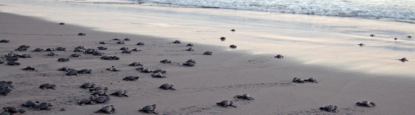 Búsqueda de Delfines Salvajes & Expedición de Tortugas Marinas 6