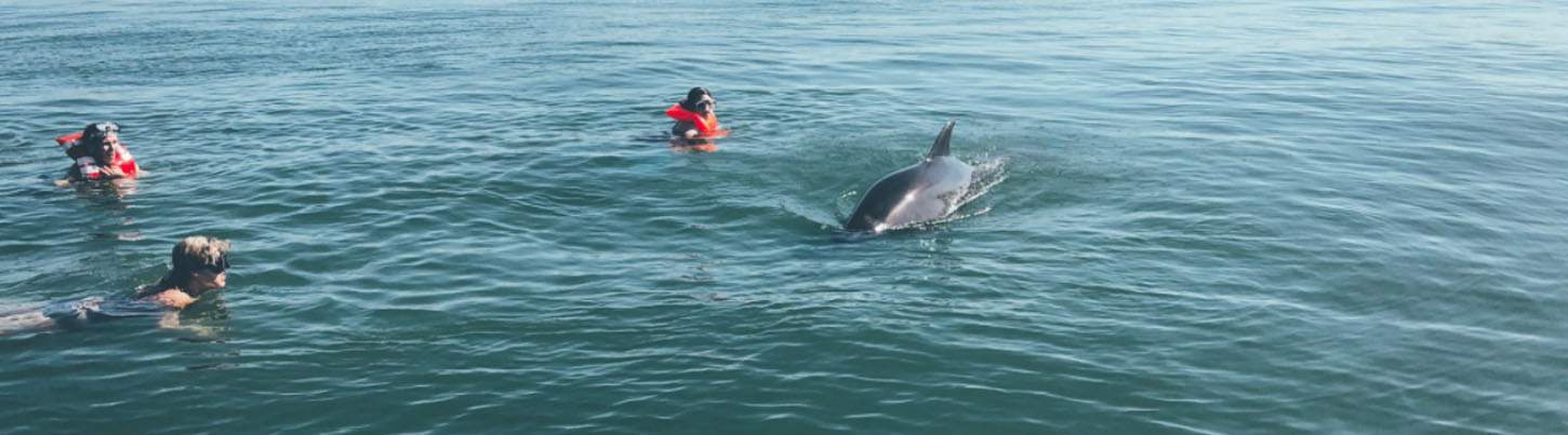 Búsqueda de Delfines Salvajes & Expedición de Tortugas Marinas 7