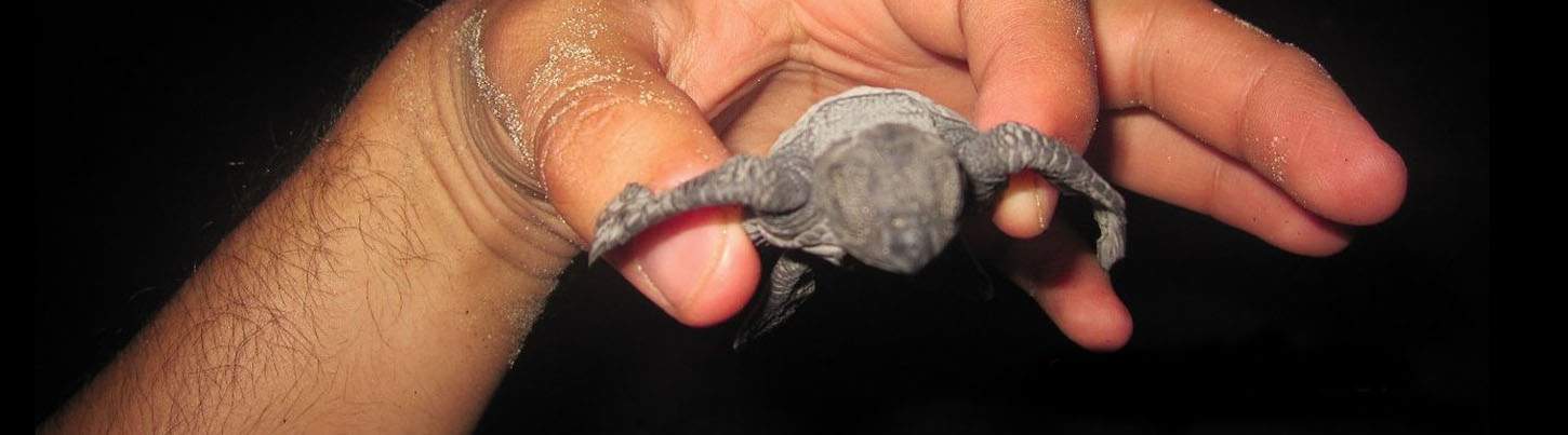 Búsqueda de Delfines Salvajes & Expedición de Tortugas Marinas 8