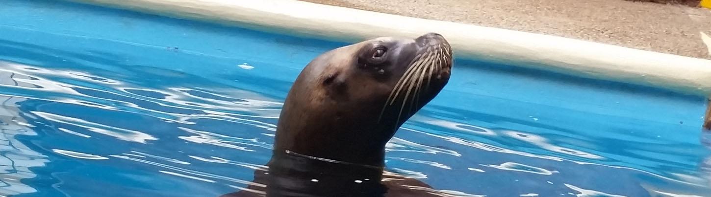 Sea Lion and Dolphin Encounter Swim Adventure 3