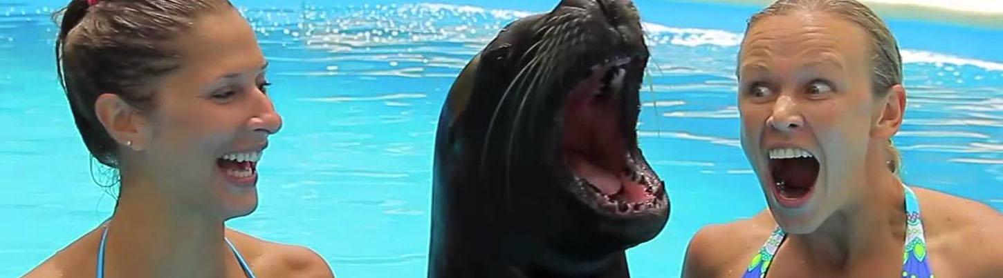 Sea Lion and Dolphin Encounter Swim Adventure 7