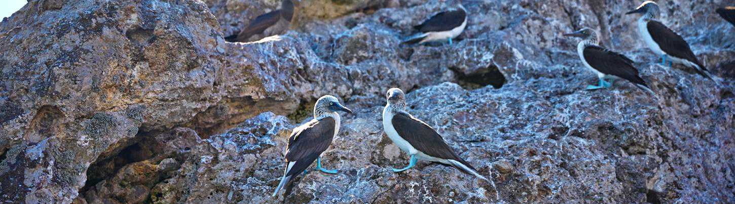Snorkel en Islas Marietas & Excursión Ecológica de Aves Marinas 6