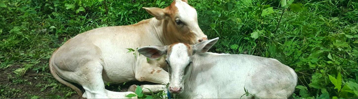 Canopy Rancho Las Vegas Zip Line Tour 6