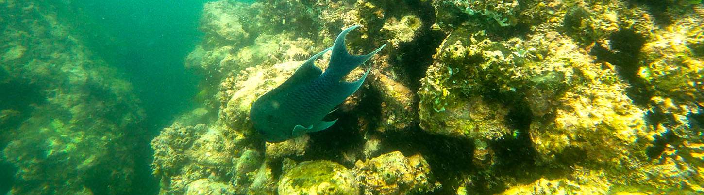 Los Arcos Paradise Catamaran Snorkel Express 5