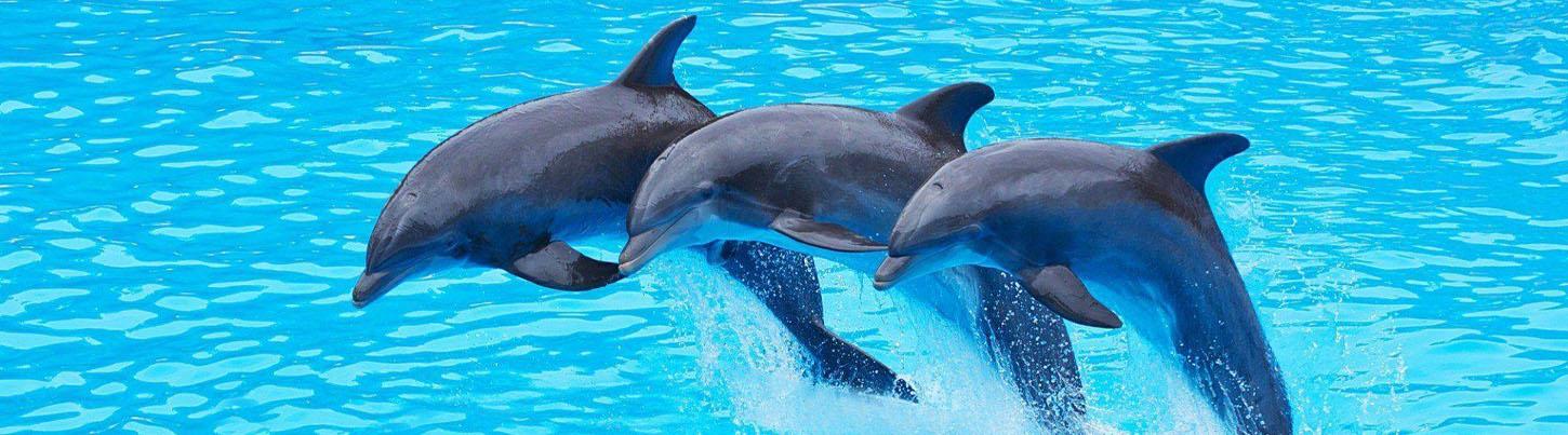 Love Is Underwater Dolphin Swim 7