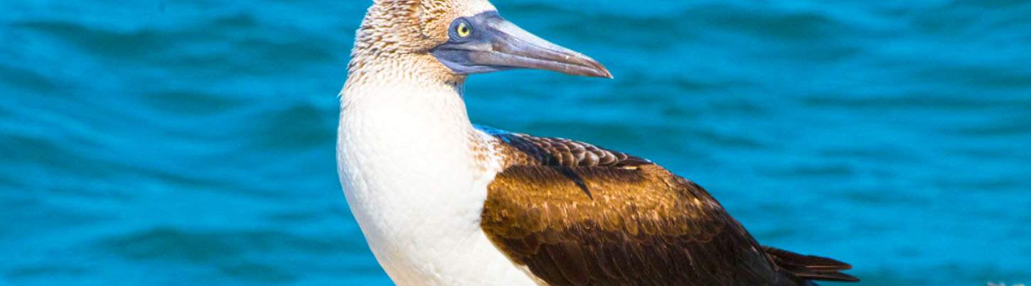 Marietas Islands Scuba Diving Puerto Vallarta 8