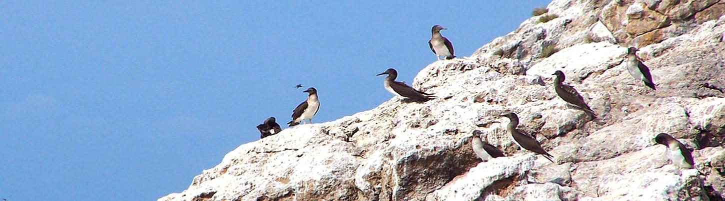 Marietas Islands Sailing 7