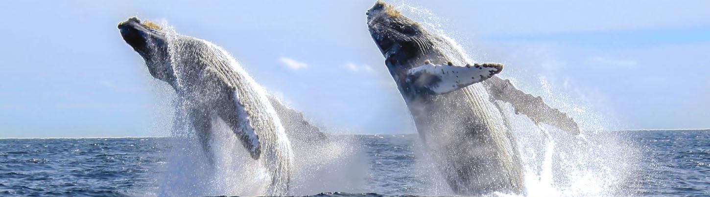 Bahia Alegre Marietas Island Snorkeling Cruise 6