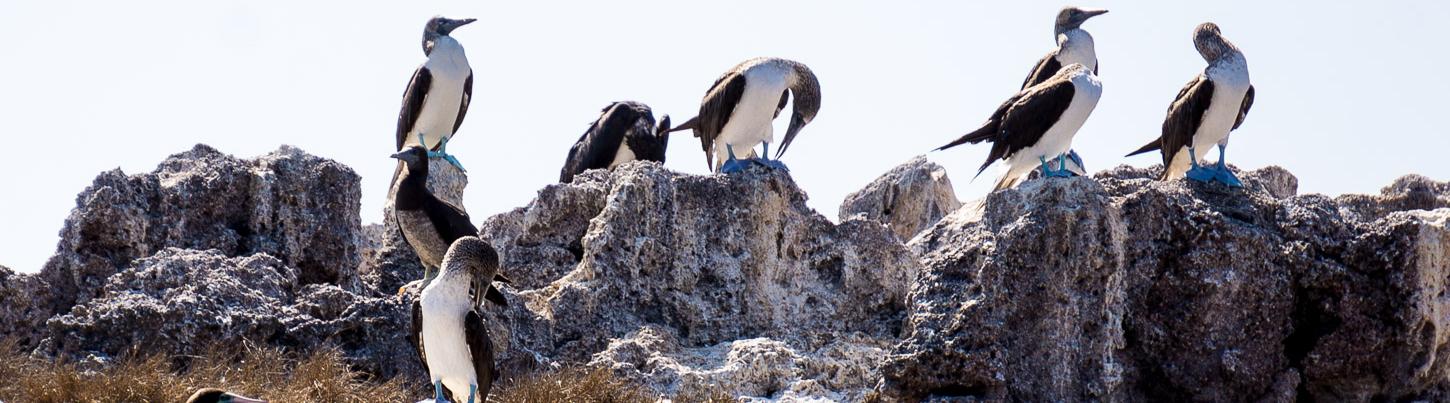 Bahia Alegre Marietas Island Snorkeling Cruise 7