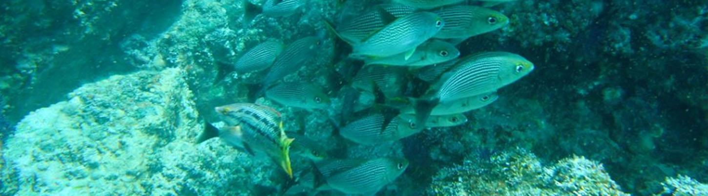 Sails & Whales in Puerto Vallarta 3