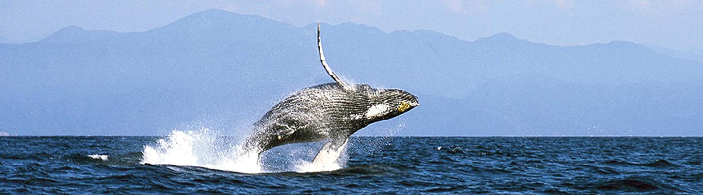 Sails & Whales in Puerto Vallarta 5