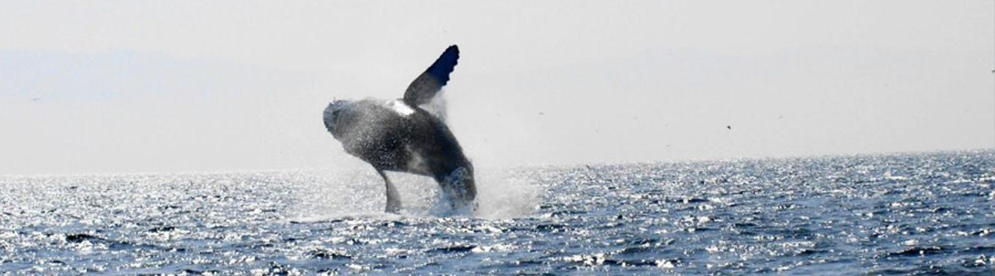Sails & Whales in Puerto Vallarta 7